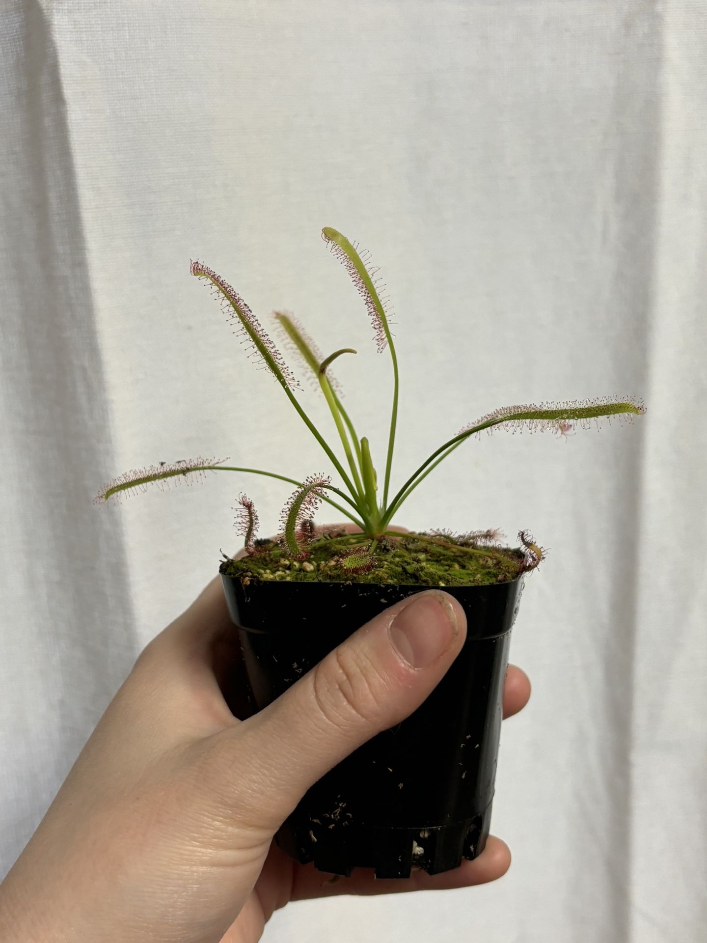 Carnivorous Drosera ‘Cape Sundew’ Plant