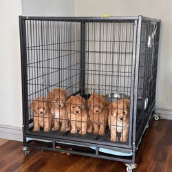 Dog Cage Kennel 🐾