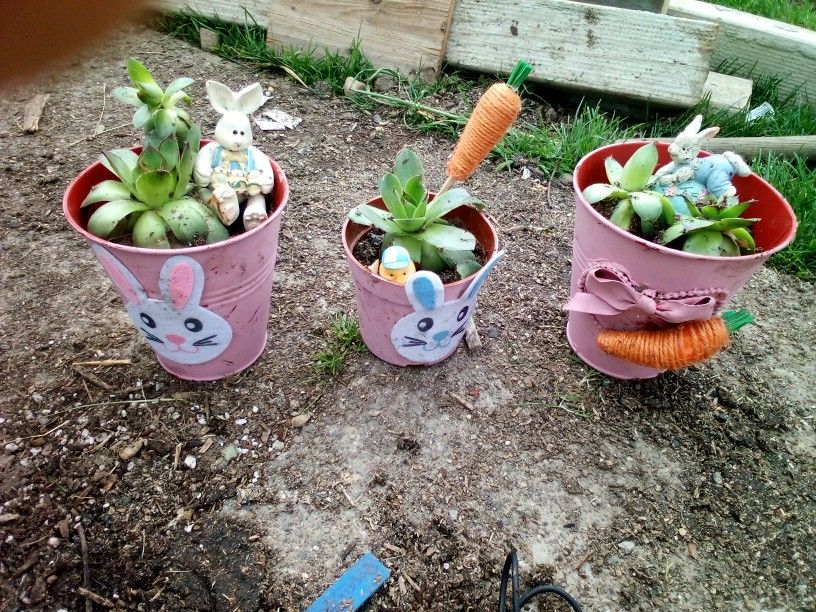 Succulents