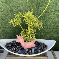Patio Perfect - Succulent Growing From A Unicorn