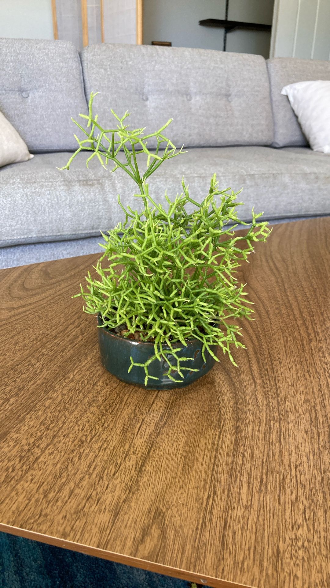 Succulent