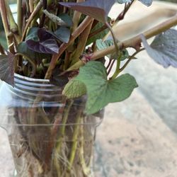 Rooted Red Sweet Potato Slips 