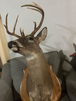 Dear head