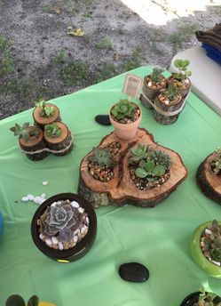 Mother's Day Sale Succulents