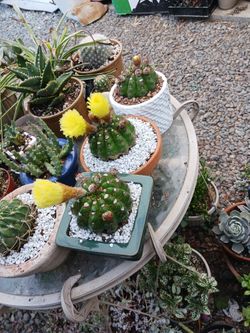 Cactus Flor Amarilla,$12 each