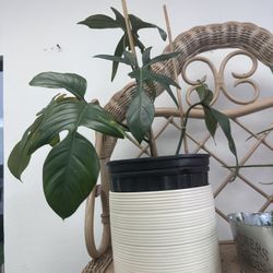 Big Florida Ghost Live Plant 