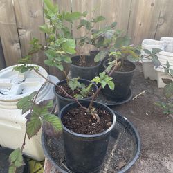 Triple crown thornless berry