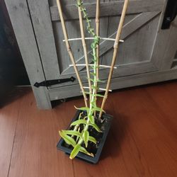 Beautiful Succulent Plants 