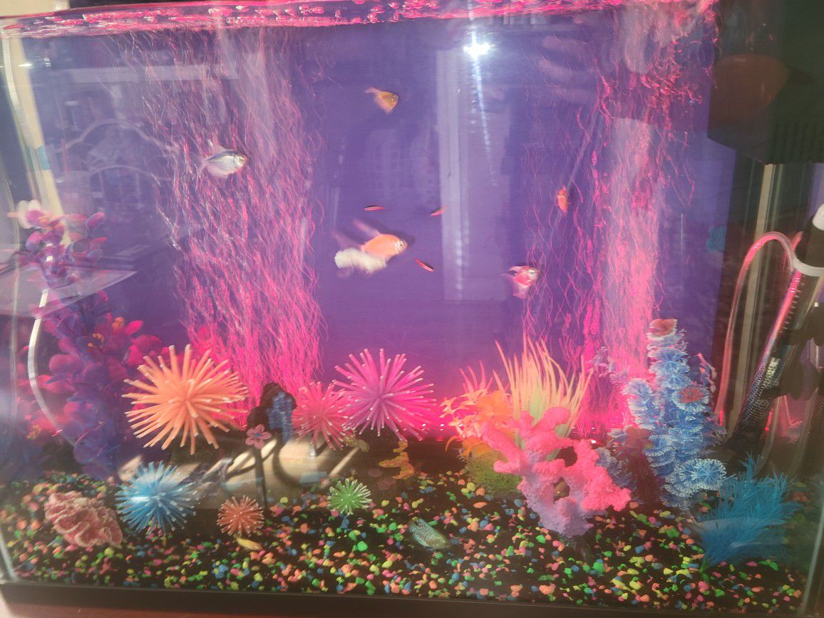 40 gallon fish tank/ aquarium