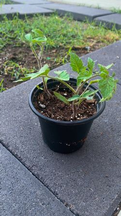 Tomato Seedling