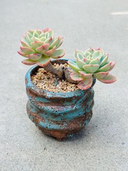 Succulents plants 🪴