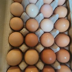 Fresh Eggs