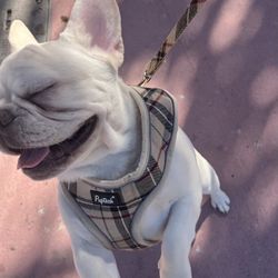 Harness And Leash Small For Sale