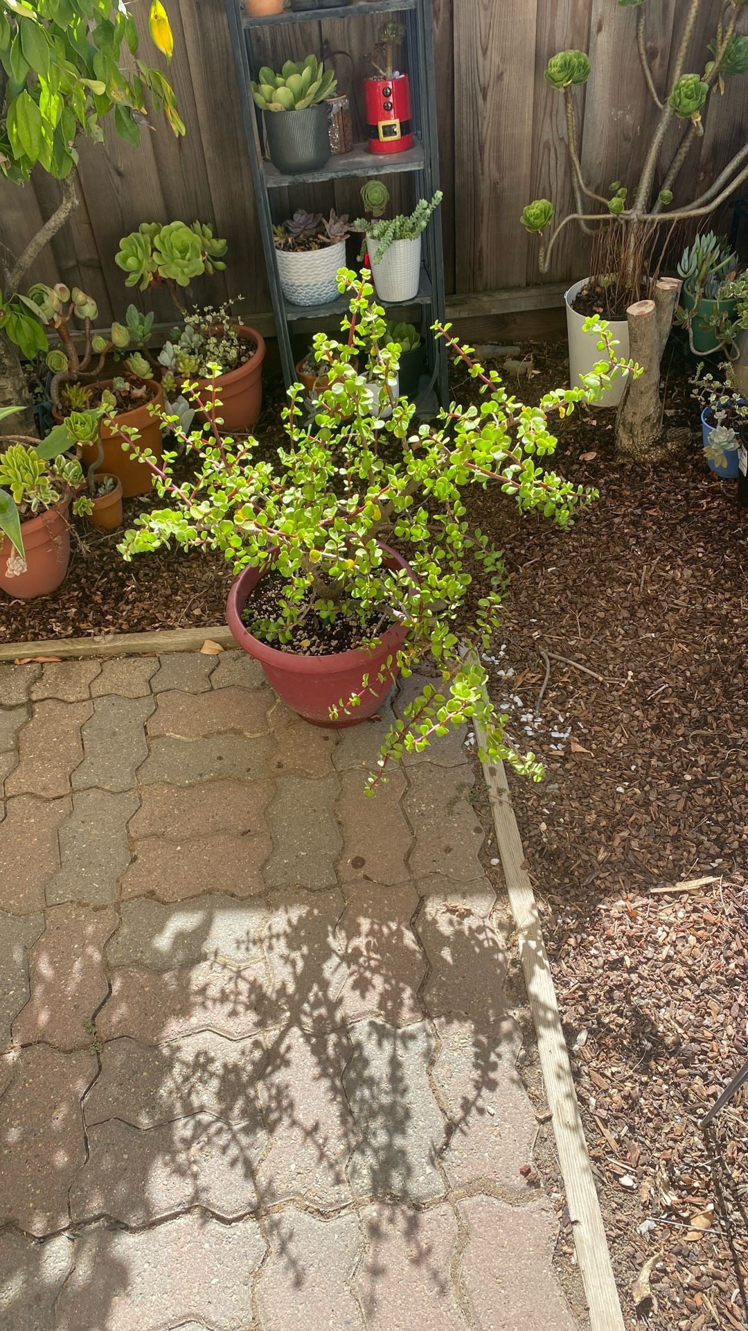 Succulent