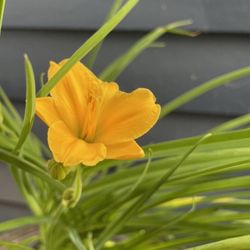 Large Stella De Oro Flower Plant