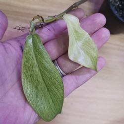 Philodendron Mint Ghost Cut