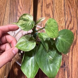 Philodendron Hederaceum Heart Leaf Variegated Plant