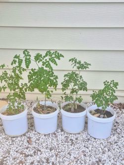 Árboles de moringa $8 cada Arbol