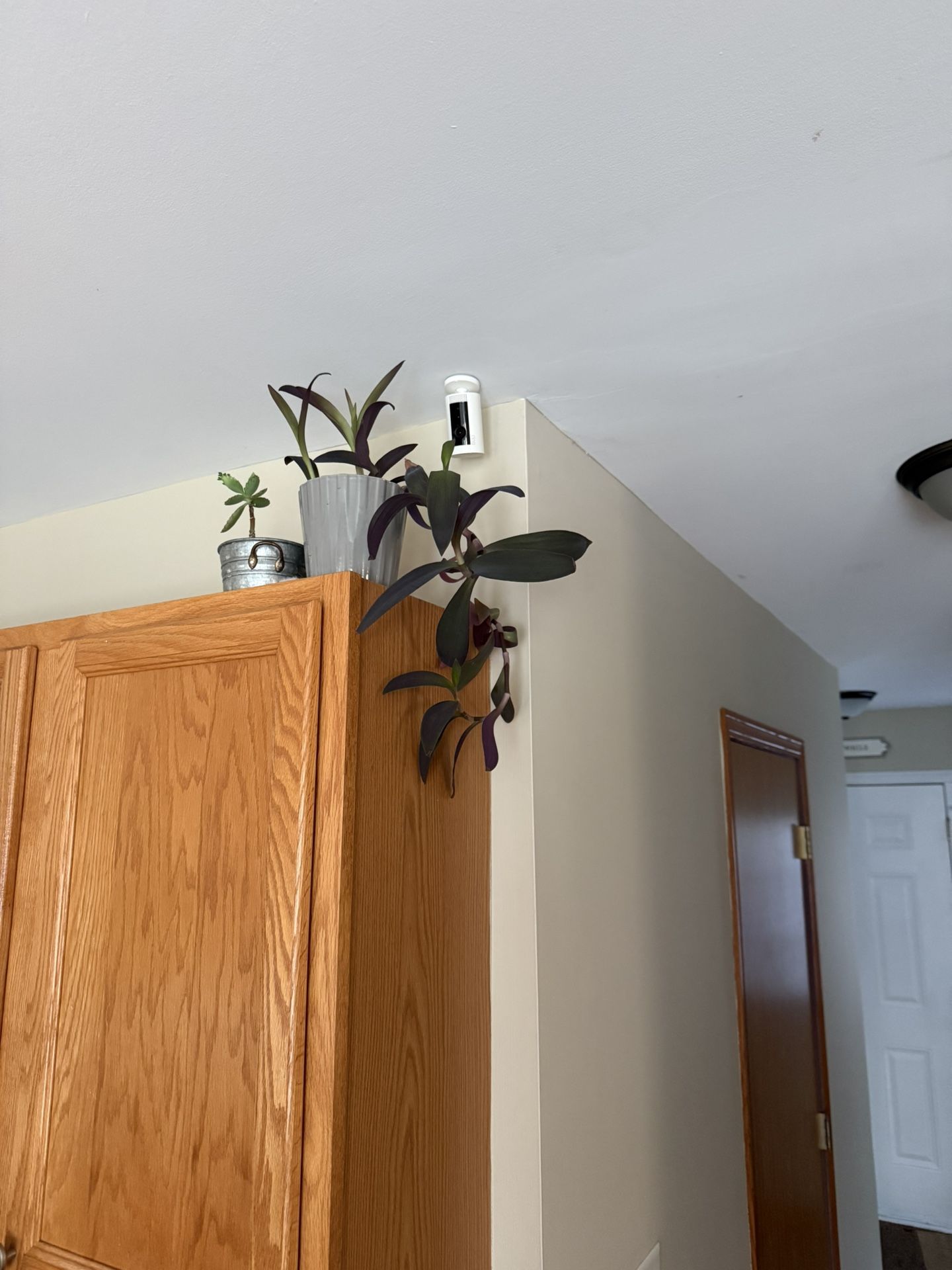 Plants