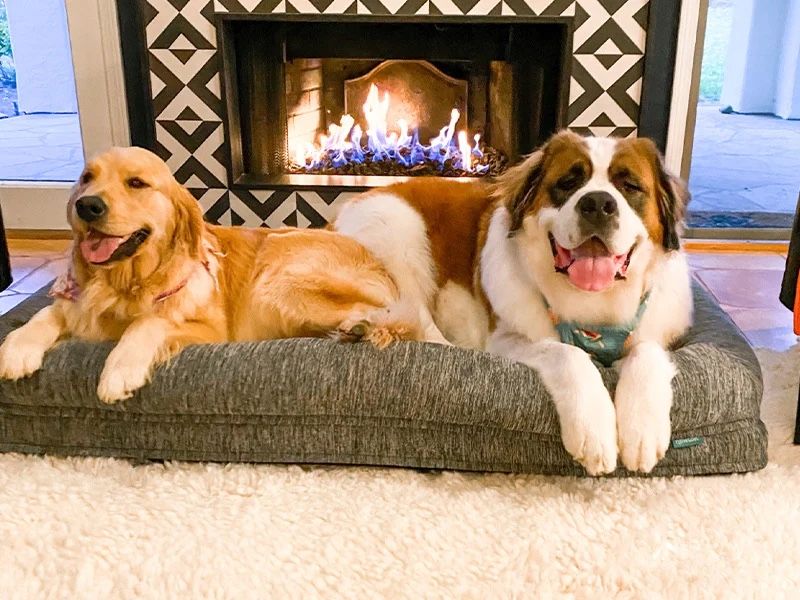 Dog Boarding {Locations:Fitchburg}