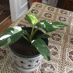 Plant