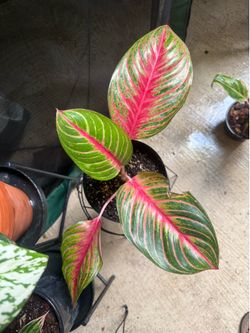 Aglaonema