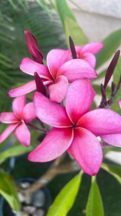 Plumeria / plant
