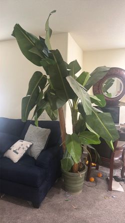 Artificial plant banana tree