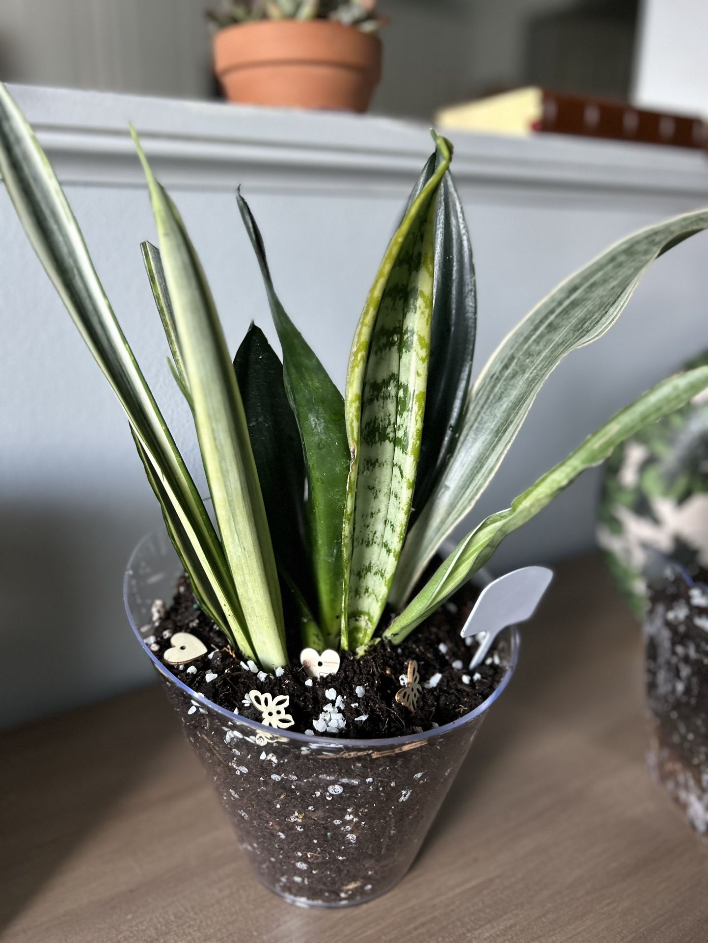 Beautiful And Healthy Houseplants Arrangements 