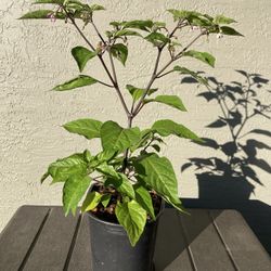 Black Prince Pepper Plant  (with Green Leaves)
