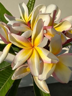Blooming Plumeria Plant J6
