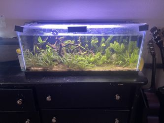 20 Gallon Fish Tank