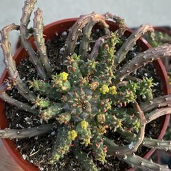 medusae Plant 4” Pot ,$9 Each