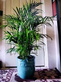 $39 Each Beautiful Plant 