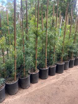 5 Gallon Size- Bird of Paradise- Boxwood- Hibiscus- Oleander- Lavender- Sage - Salvia- Honeysuckle-Ficus- Jasmine- Podocarpus- Pepper Trees- Agapanthu