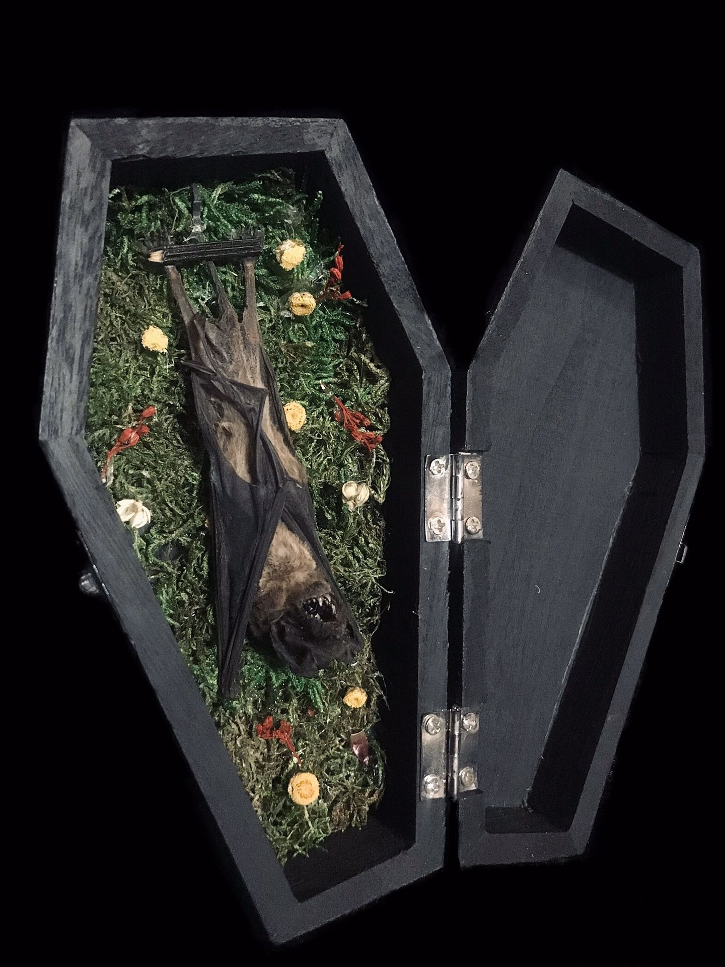 Taxidermy Bat Oddity in Coffin