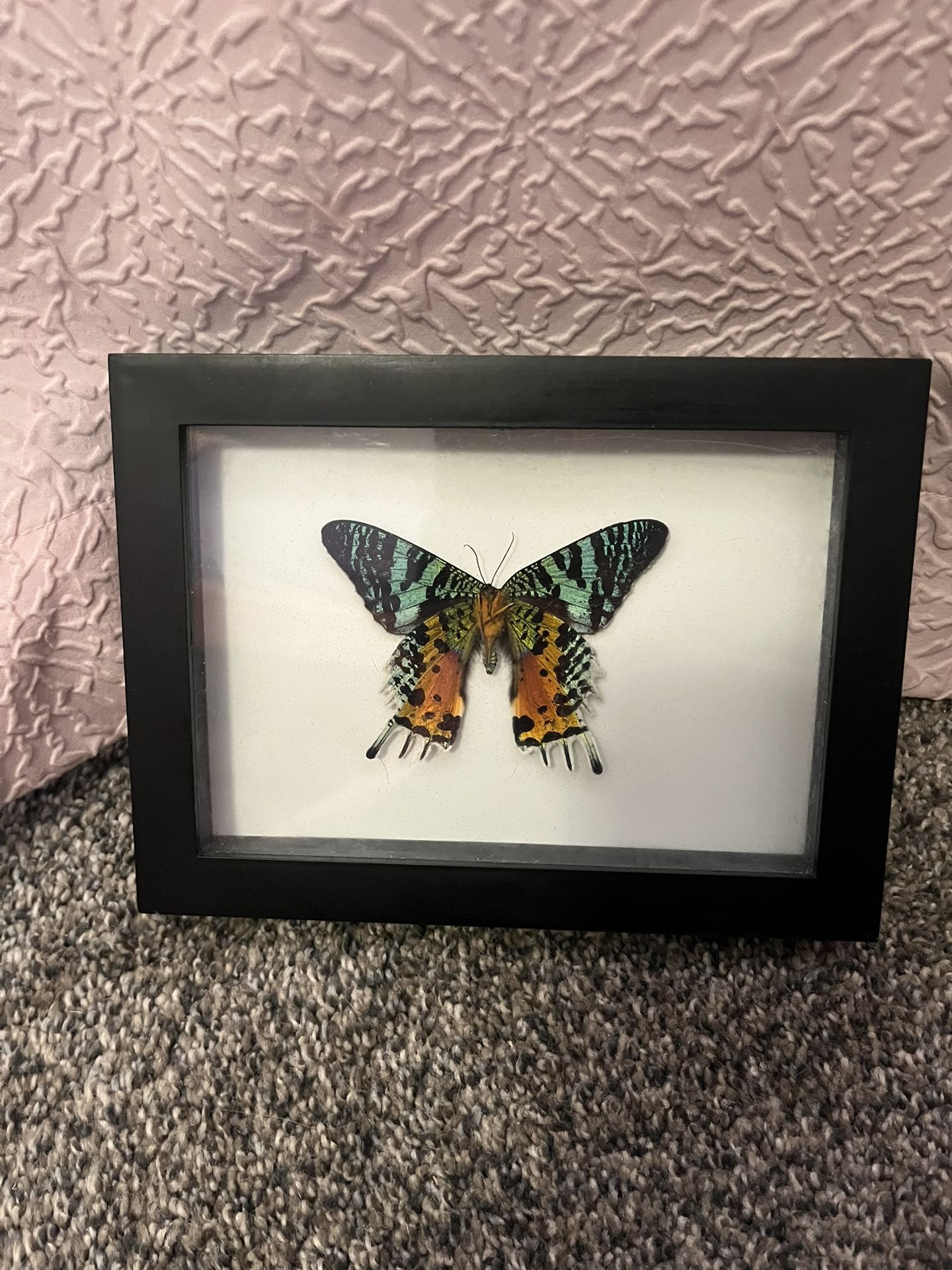 Sunset Moth