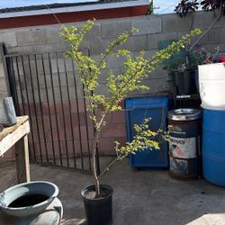 Árbol de Guamuchil