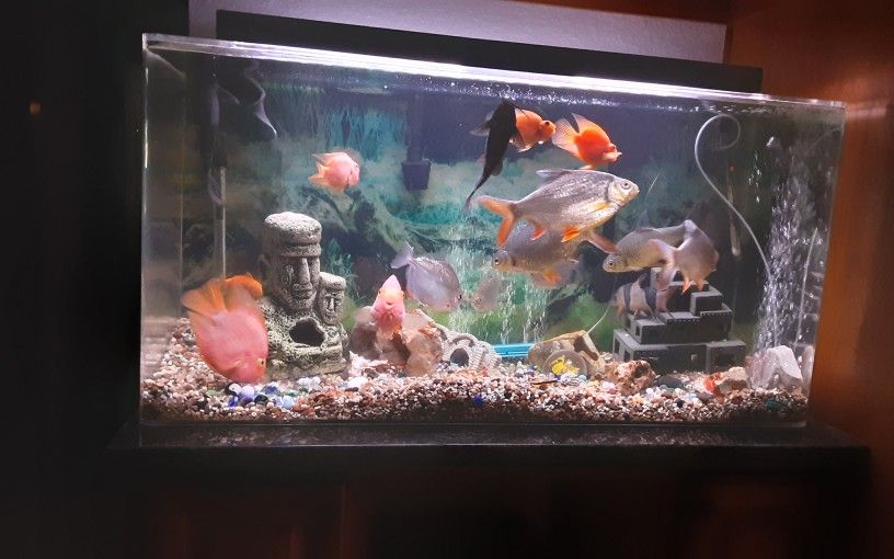 FISH AQUARIUM LARGE. ALL YOU SEE, AND MUCH MORE, INCLUDED. BEAUTIFUL ACRILIC TANK. ASK FOR DETAILS.