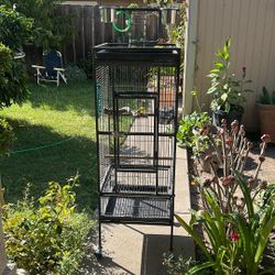 Bird  Cage