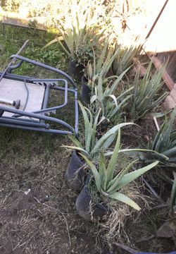 Savila/aloe vera
