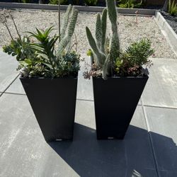 2 Succulent Planters