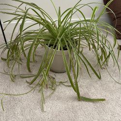 Spider Plant