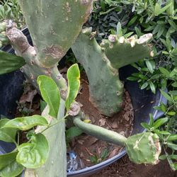 Nopal Cactus 🌵