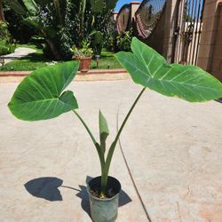 Ears Elephant Plant