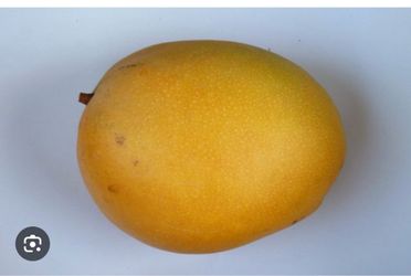 Kathy mango trees