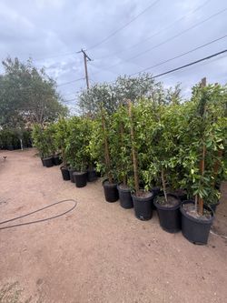Ficus Trees For Privacy Hedges