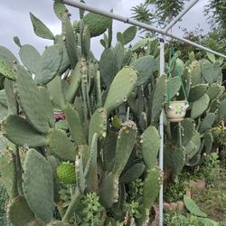 Nopal