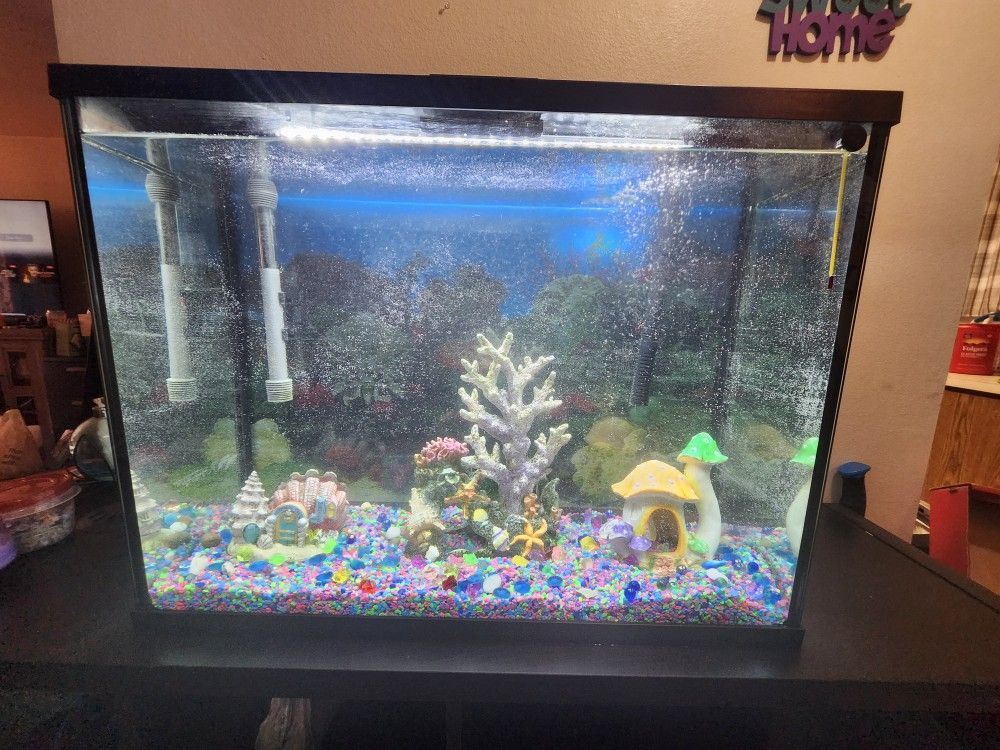 Fish tank and accessories 