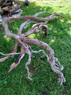 Natural Driftwood for aquariums terrariums decor etc
